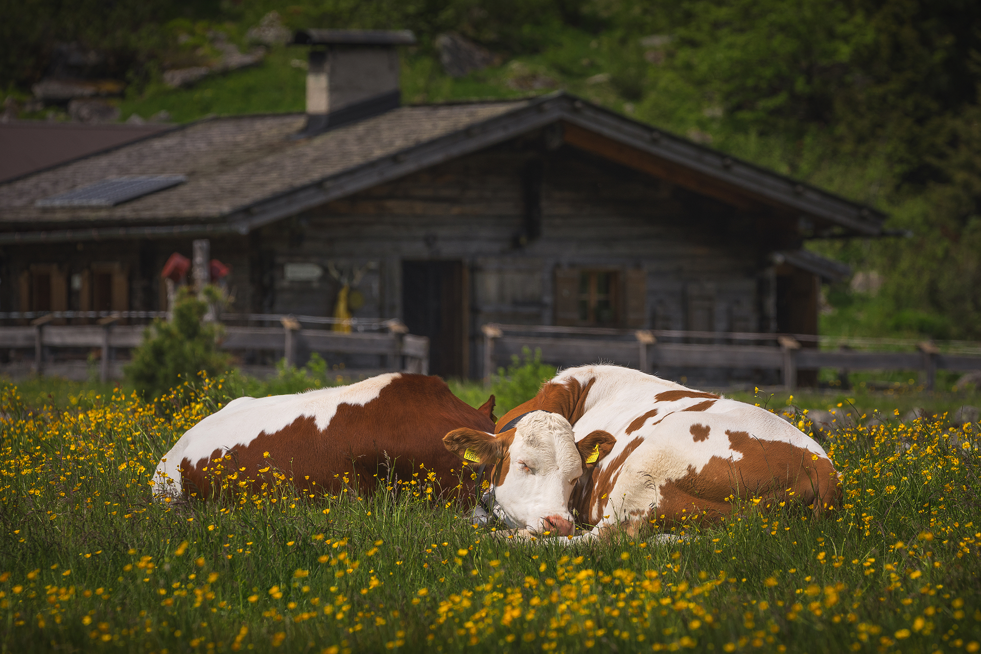 Забота о скоте каждый день 2