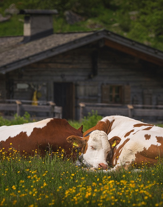 Забота о скоте каждый день 2
